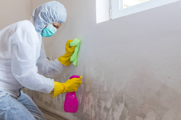 Best Black Mold Removal  in Monte Sereno, CA